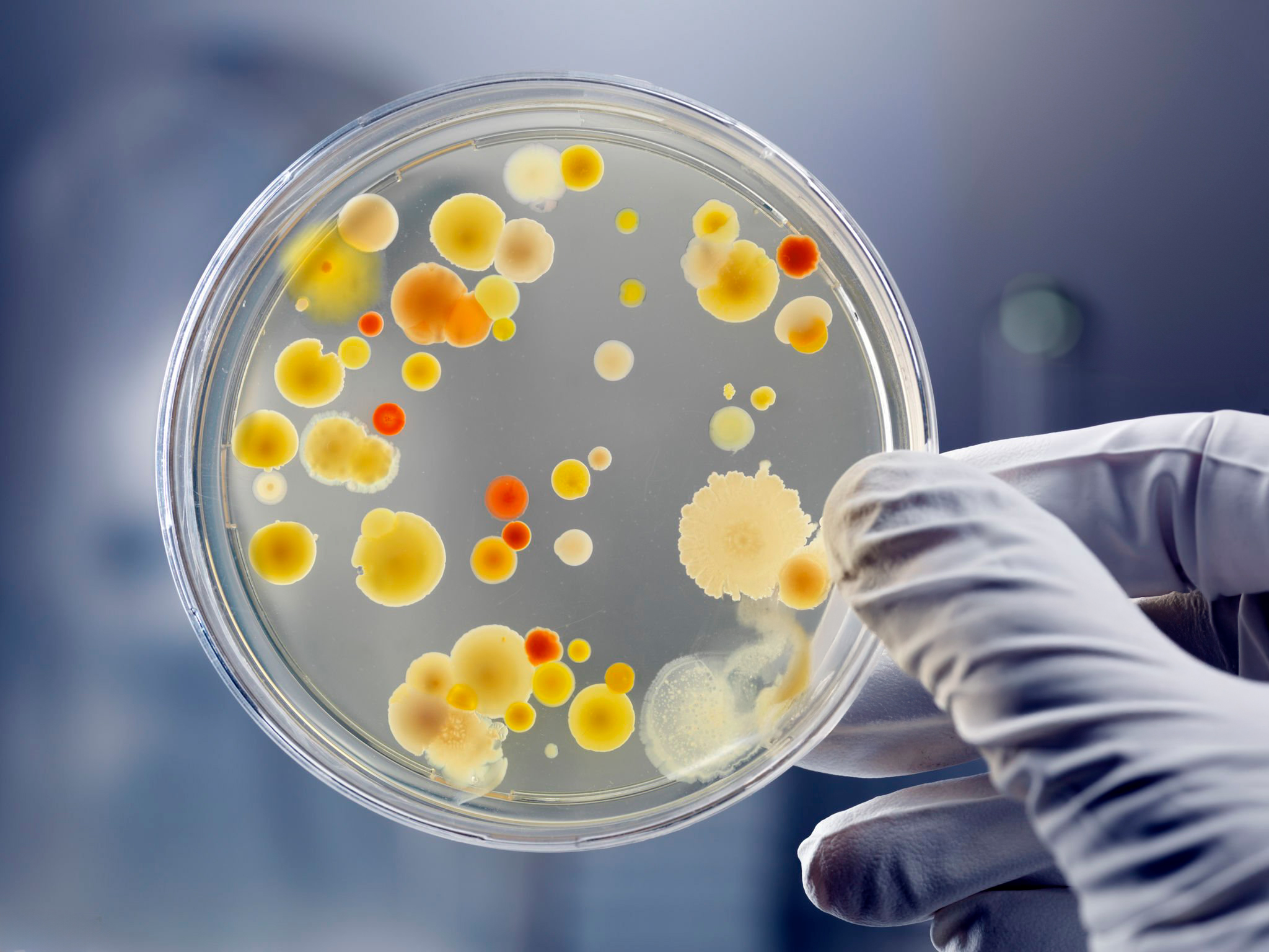 Laboratorio microbiológico